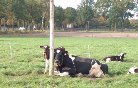 2017 Benelux cow-calf